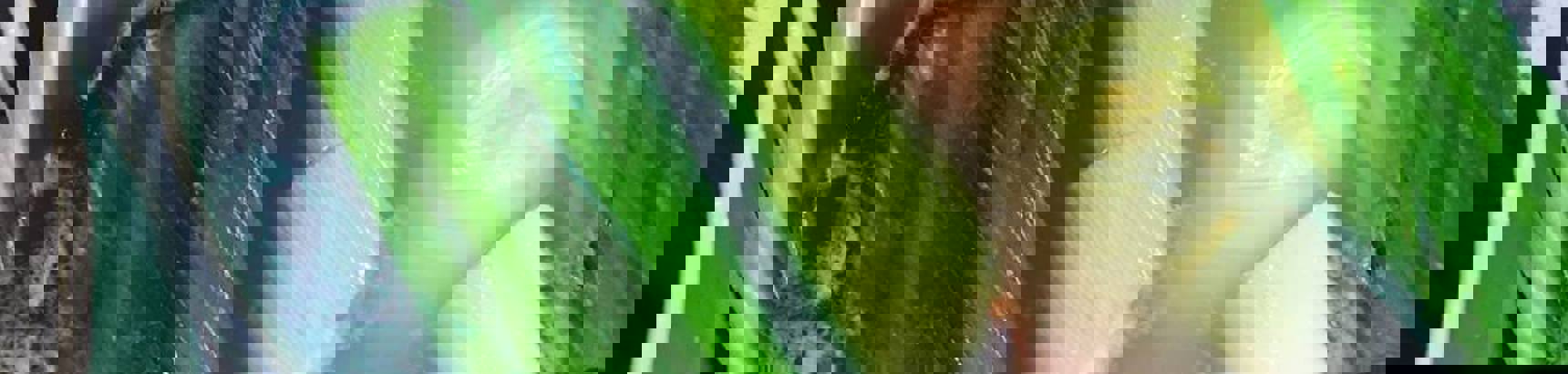 22448192_1961345077479678_5914999072298780509_n.jpg (2)